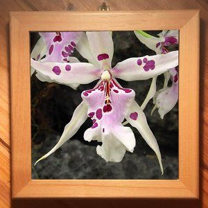 Orchid Art - High Gloss Ceramic Tile Trivet